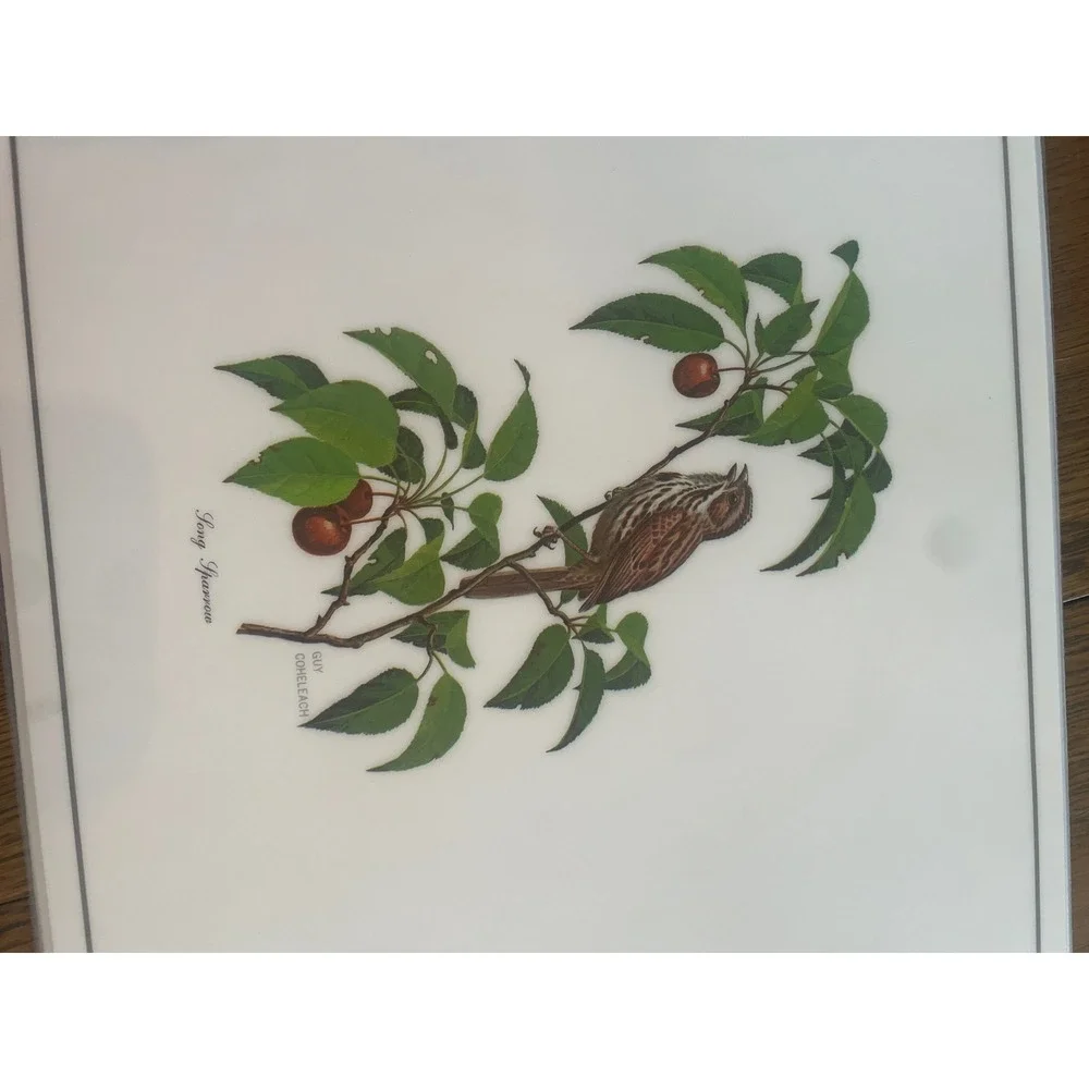 Vintage Roger Tory Peterson Songbird Placemats Set of 6 Nature Bird Art Decor